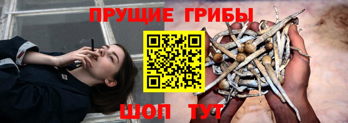 Псилоцибиновые грибы Cubensis Рубцовск